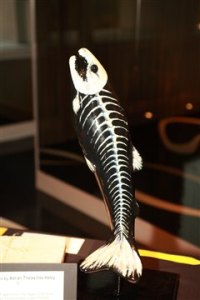fish bones at museum